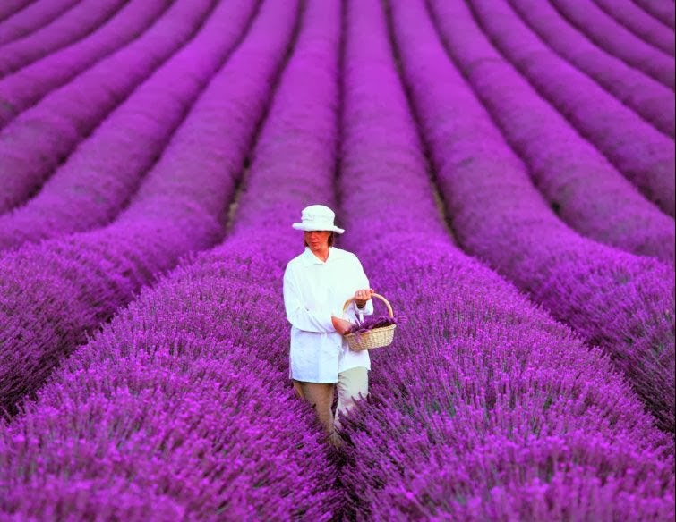 Mujer en campo de lavanda