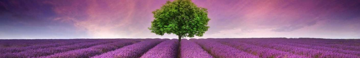 Campo de lavanda  con arbol en el centro