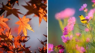 Equinoccios de Otoño y Primavera Imágenes que evocan el otoño con hojas secas y la primavera con flores y un pájaro