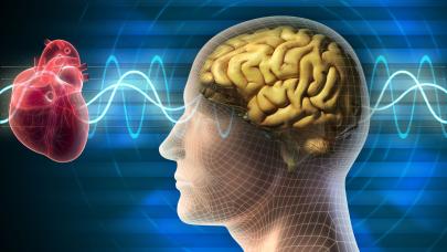 El corazón es el Maestro interior - Cábala Cerebro, ondas alfa y corazón