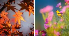 Equinoccios de Otoño y Primavera Imágenes que evocan el otoño con hojas secas y la primavera con flores y un pájaro