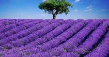 Campo lavanda y árbol al fondo