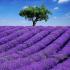 Campo lavanda y árbol al fondo